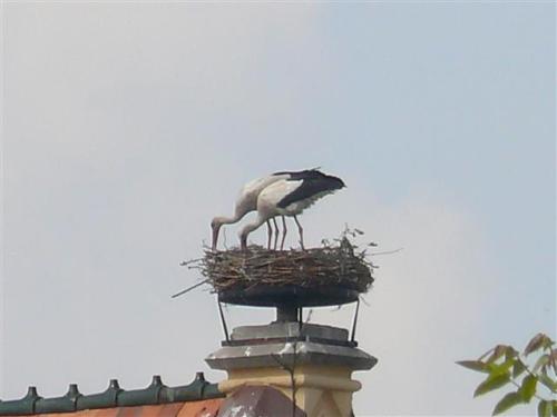 2011-05-03-10-11-45-Klein